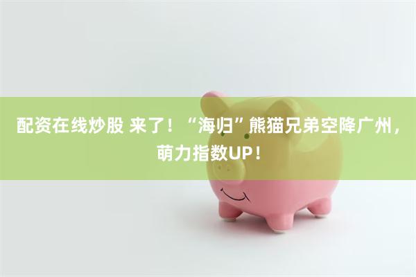 配资在线炒股 来了!“海归”熊猫兄弟空降广州,萌力指数UP!