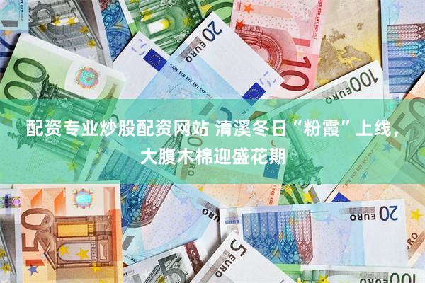 配资专业炒股配资网站 清溪冬日“粉霞”上线，大腹木棉迎盛花期